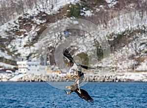 Eagles in fight. Steller`s sea eagle and white tailed sea eagle in fight for prey.  Natural Habitat. Winter Season