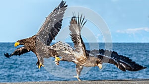 Eagles in fight. Two Juvenile Steller`s sea eagle in fight for prey