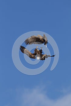 Eagles Fighting In Mid Air