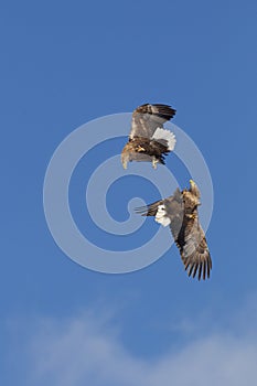 Eagles Fighting In Mid Air