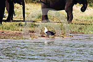 Eagles in front on the shore
