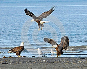 Eagles Getting Salmon Scraps