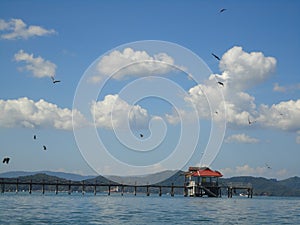 Eagles hovering over a small jetty