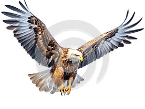 Eagles are large birds of prey. A symbol of power and stability. Generative AI