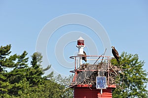 Eagles in the nest, Gananoque