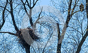 Eagles perched watching eaglets in nest
