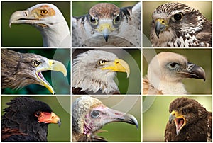 Eagles, raptors and vultures