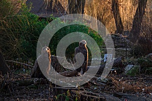 The eagles rest on a fallen branch