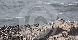 Eagles and seabirds on Colony Rock