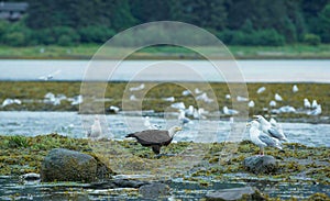 Eagles and seagulls feast on the river. Schools of salmon swim back to spawn.