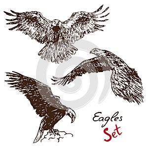 Eagles set, with inscription, hand drawn doodle