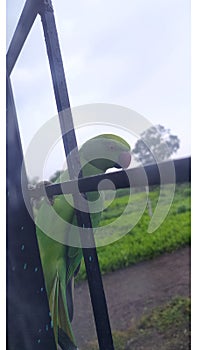 When the eagles are silent, the parrots begin to jabber.