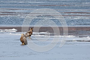 Eagles sitting on sea ice floe. White-tailed eagle Haliaeetus albicilla hunting in natural habitat. Birds of prey in winter col
