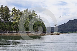 Eagles in Southeast Alaska