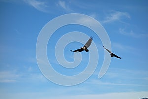 Eagles taking flight at valdez, alaska. photo