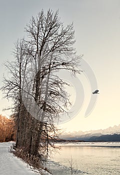 Eagles and trees