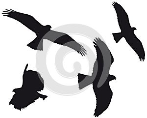 Eagles (vector)