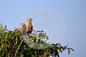 Eagles waiting for the prey