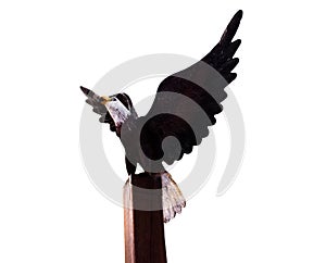 Eagles wood Statue on isolated blackground