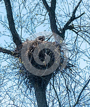Eaglet in nest in tree