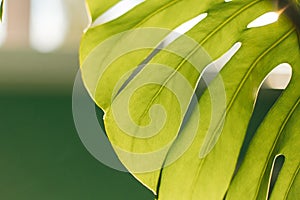 Green tropical monstera leaf. Close up. Background.