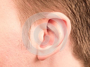 Ear