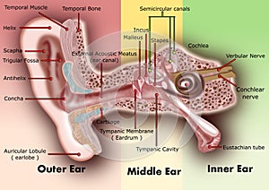 Ear anatomy