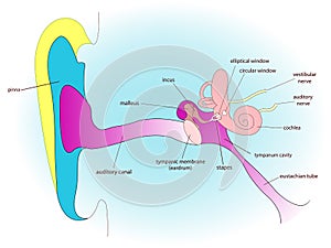 Ear anatomy