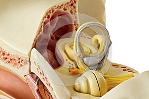 Ear anatomy