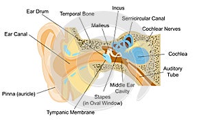 Ear Anatomy