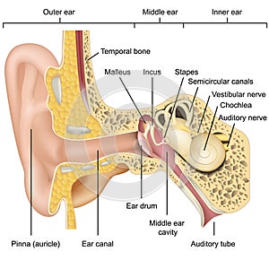 Ear anatomy 3d medical vector illustration isolated on white background