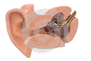 Ear anatomy