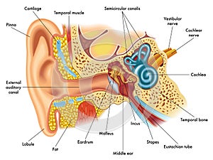 Ear anatomy