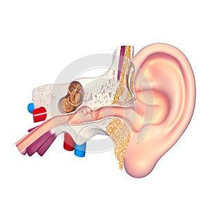 Ear anatomy cross section