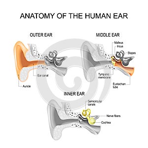 Ear anatomy. Cross section of outer, middle, and Inner ear