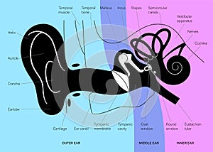 Ear anatomy diagram