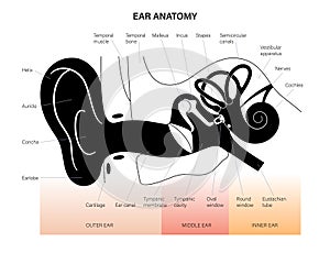 Ear anatomy diagram