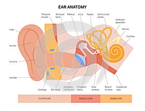 Ear anatomy diagram