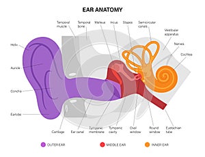 Ear anatomy diagram