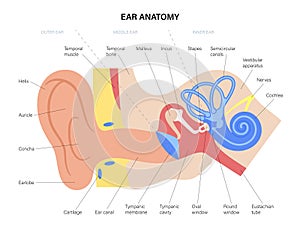 Ear anatomy diagram