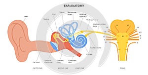 Ear anatomy diagram photo