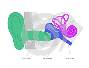 Ear anatomy diagram photo