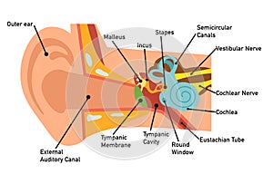 Ear anatomy diagram,vector