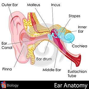 Ear Anatomy