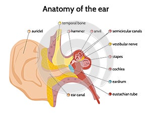 Ear Anatomy Flat Infographics