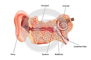 Ear Anatomy. Frontal section through the right external, middle, and internal ear. vector illustration