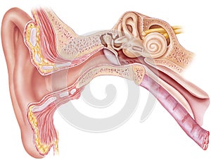 Ear - Anatomy photo