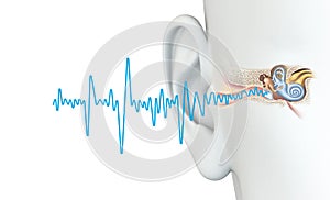 Ear anatomy, good hearing, soundwave, medically 3D illustration