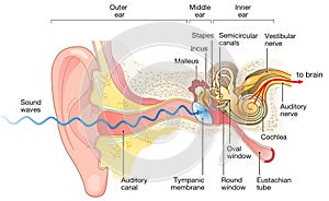 Ear anatomy. Illustration showing the way of a sound wave to the brain