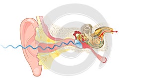 Ear anatomy. Illustration showing the way of a sound wave to the brain